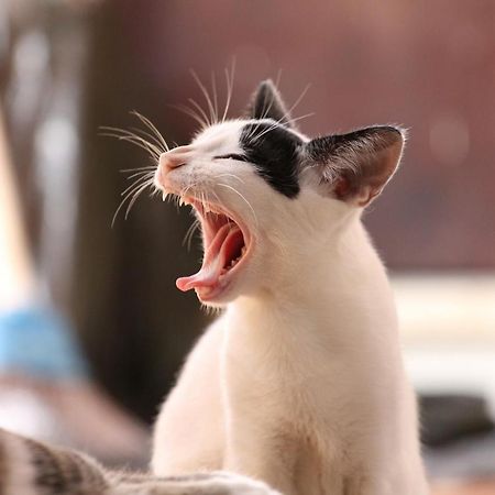 猫と断食の宿 Cat Inn Neko Kunisaki Extérieur photo