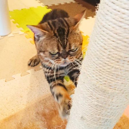 猫と断食の宿 Cat Inn Neko Kunisaki Extérieur photo