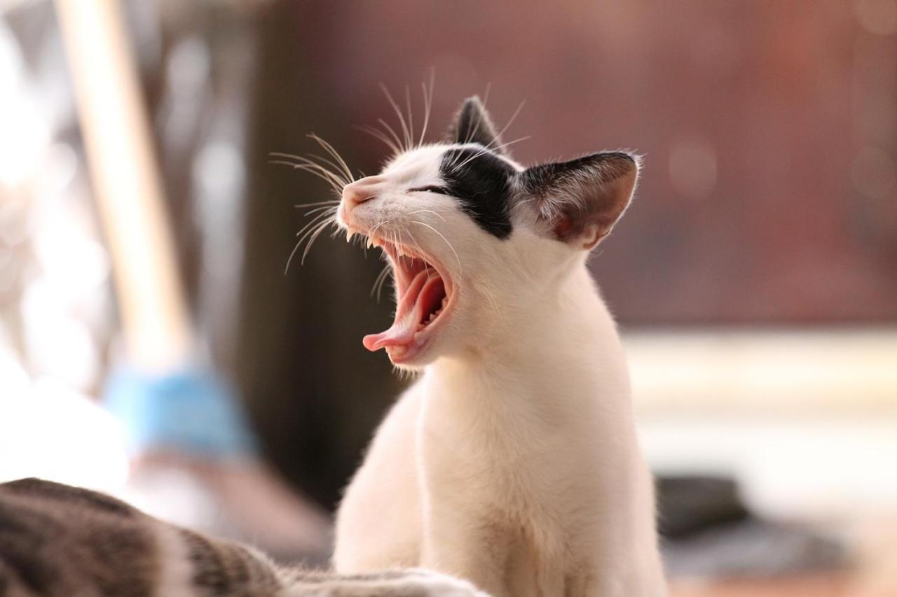 猫と断食の宿 Cat Inn Neko Kunisaki Extérieur photo