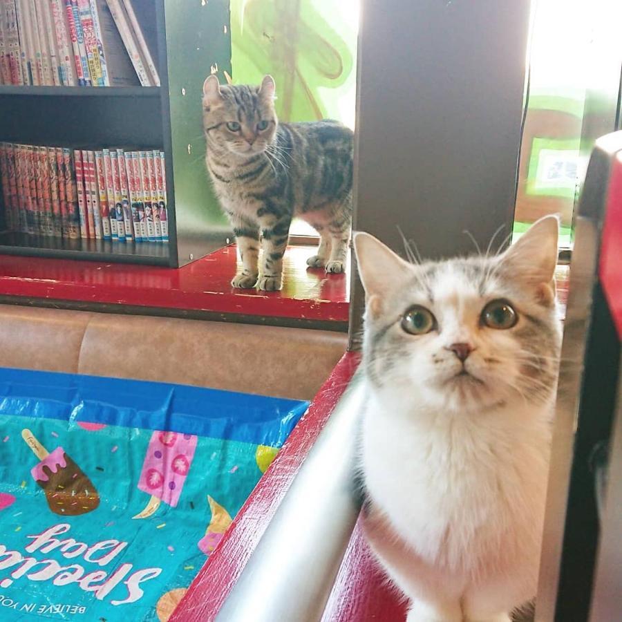 猫と断食の宿 Cat Inn Neko Kunisaki Extérieur photo