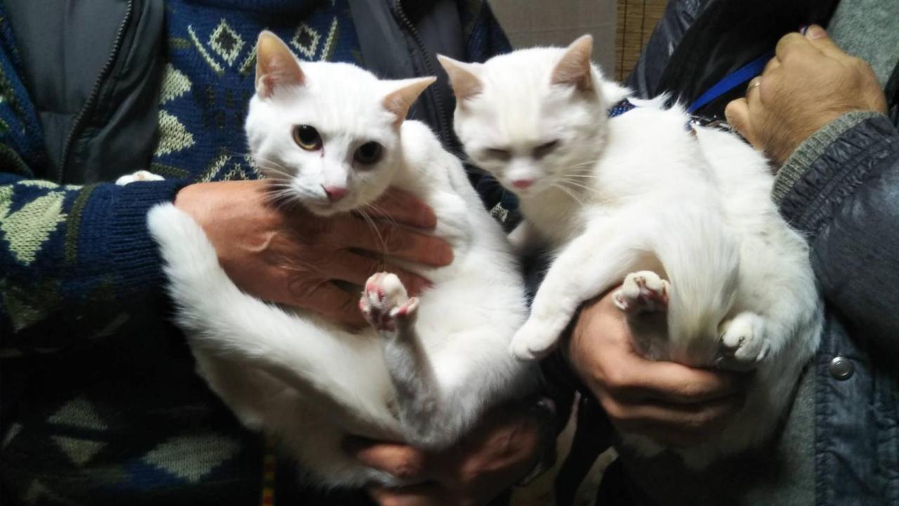 猫と断食の宿 Cat Inn Neko Kunisaki Extérieur photo